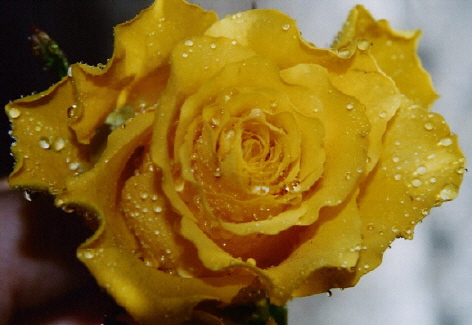 Yellow Rose