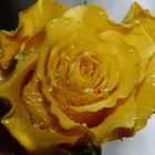 Yellow Rose