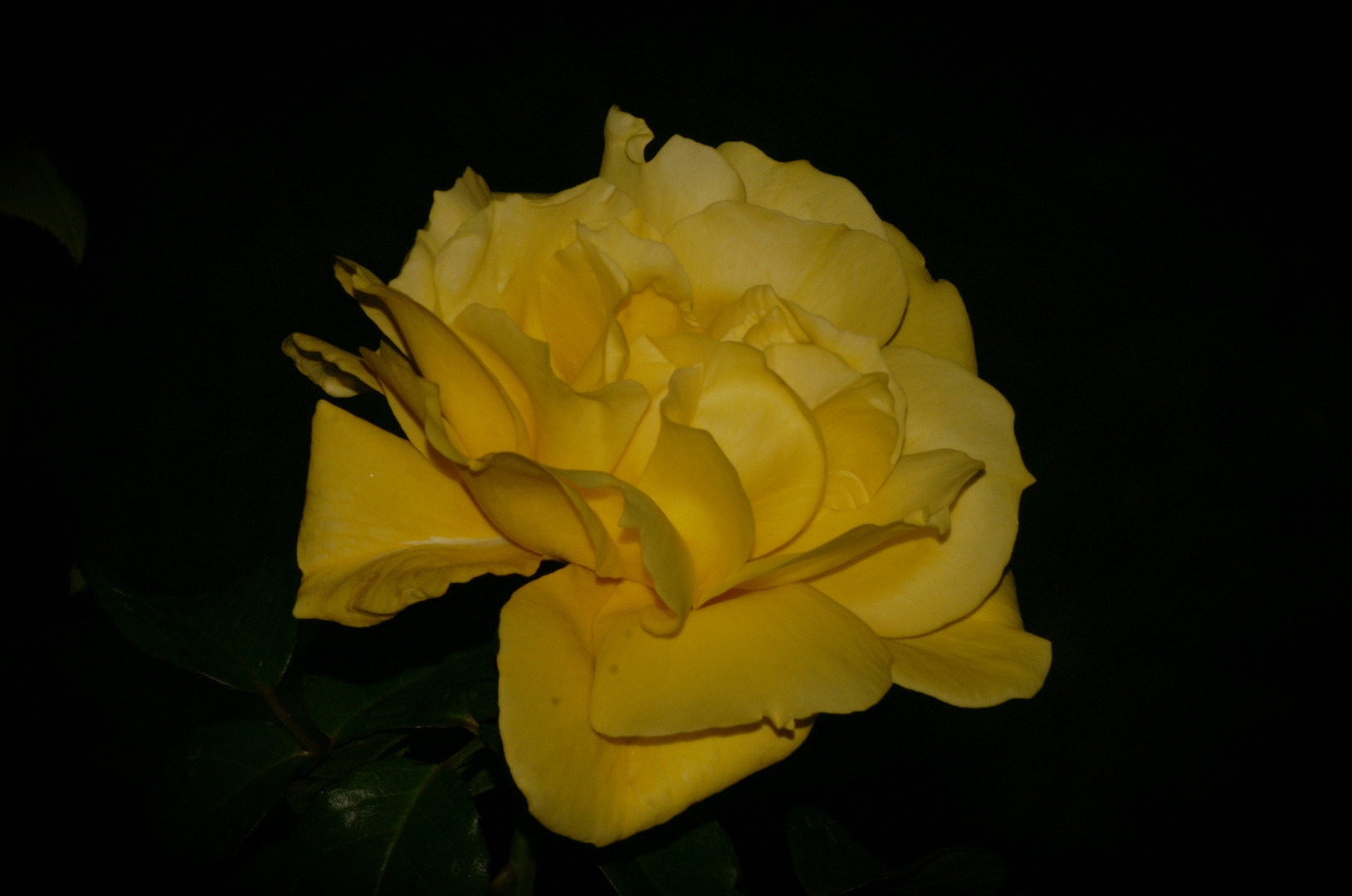 Yellow rose at night