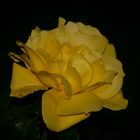 Yellow rose at night