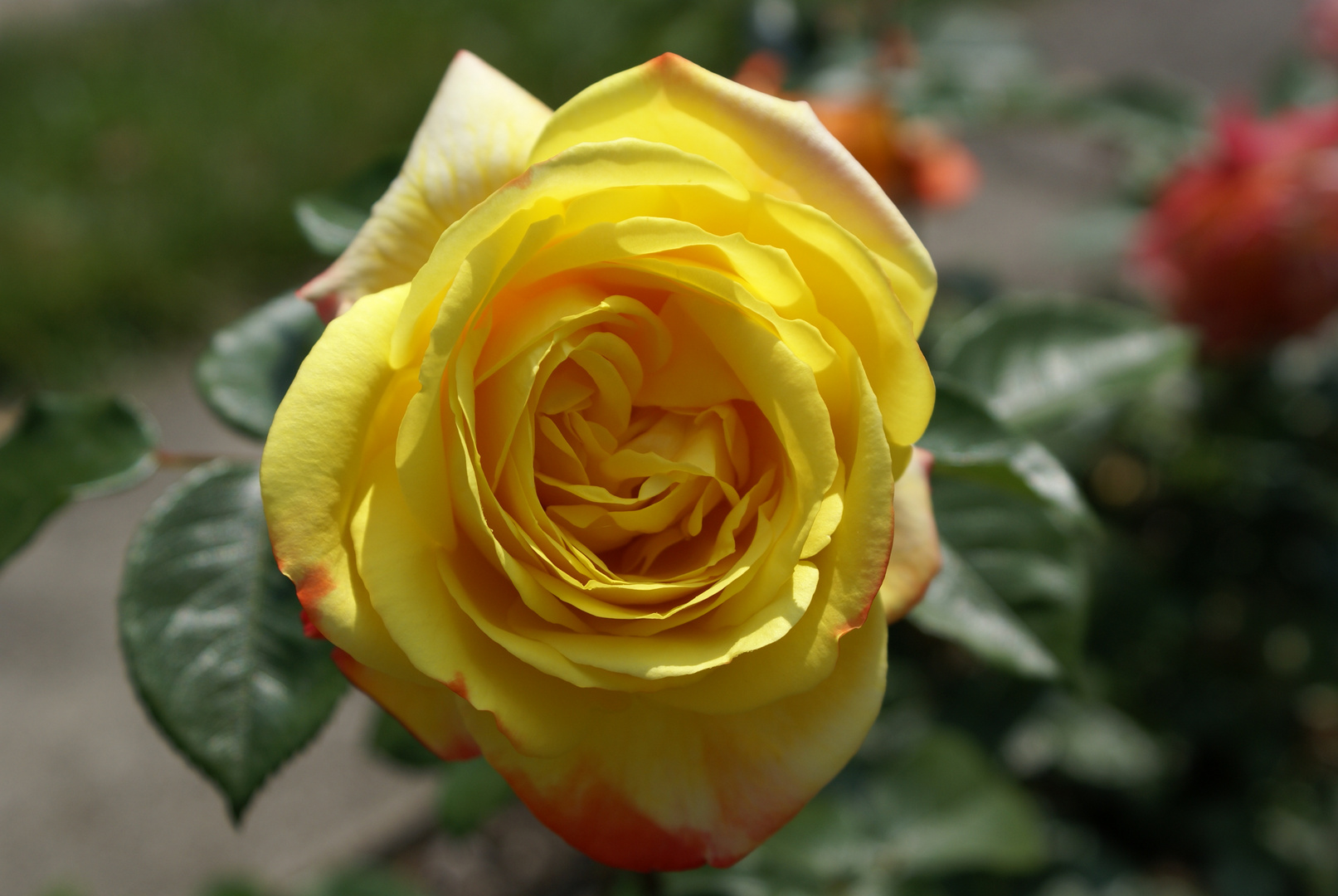 Yellow Rose