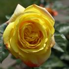 Yellow Rose