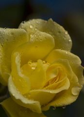 Yellow Rose