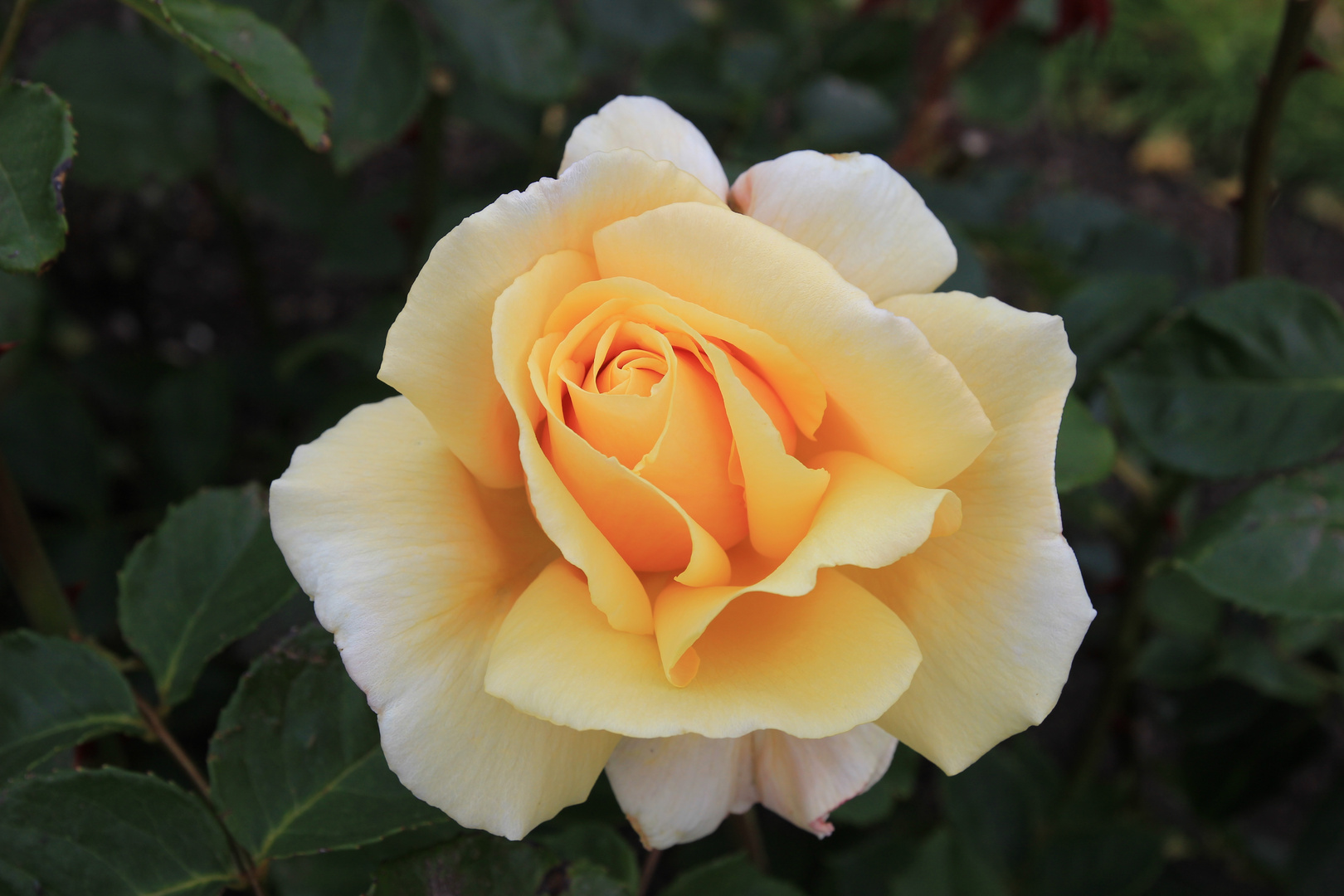 Yellow Rose