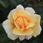 Yellow Rose