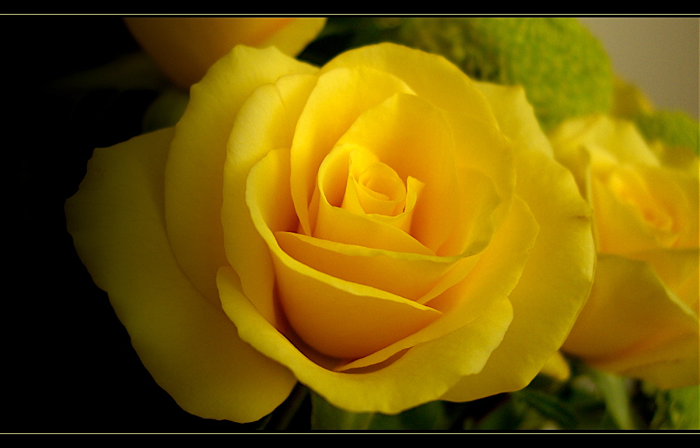 Yellow Rose