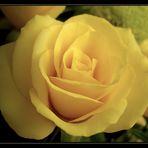 Yellow Rose