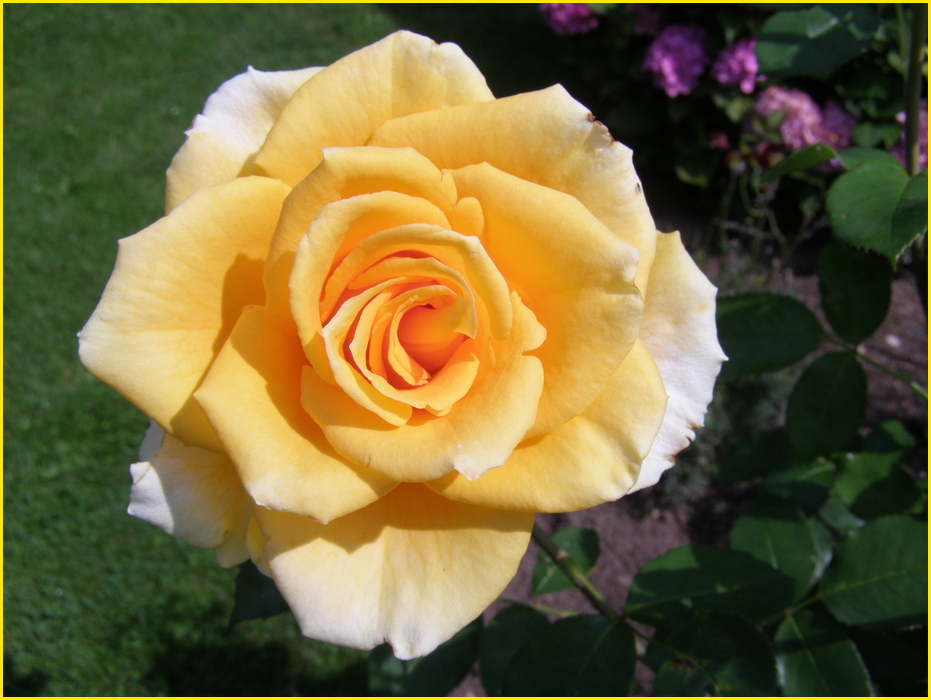 Yellow Rose...