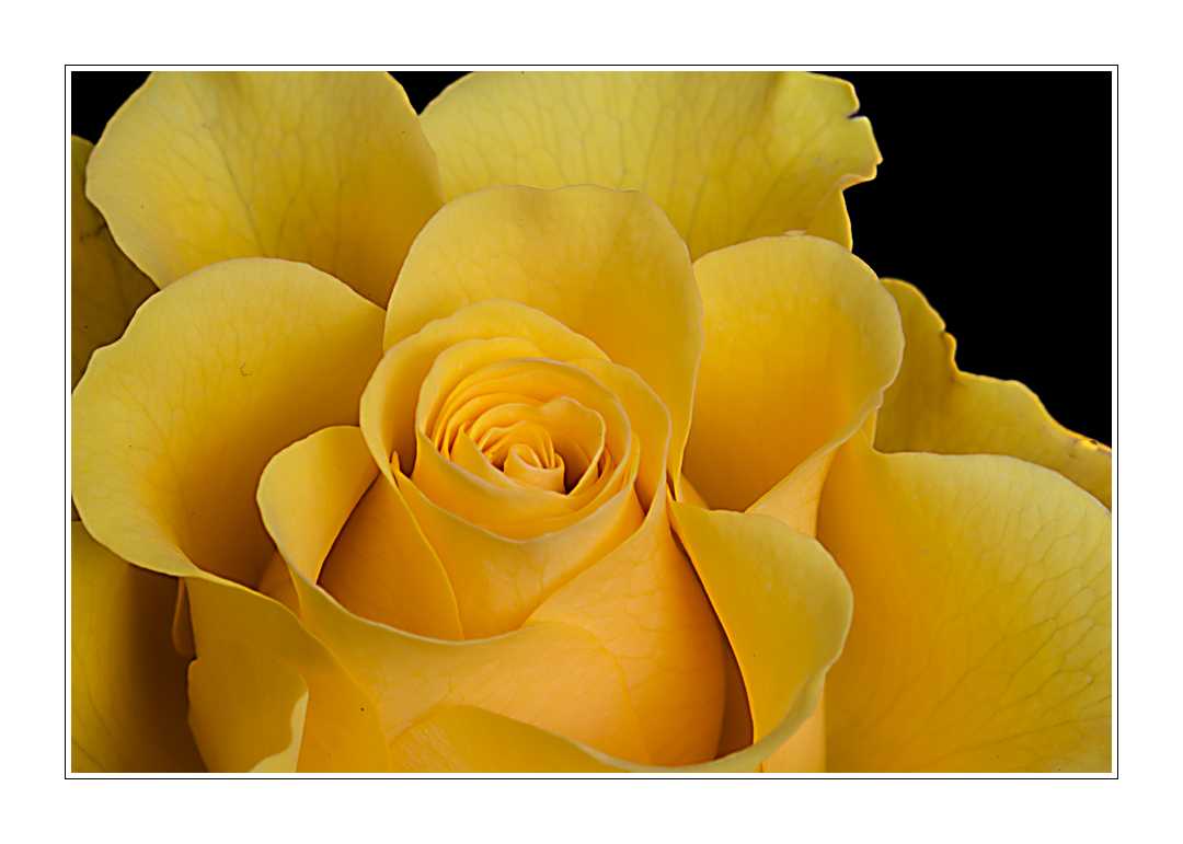 Yellow Rose