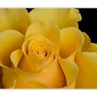 Yellow Rose