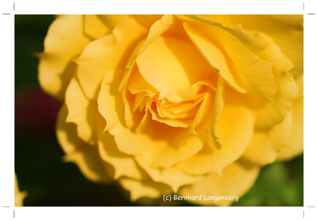 yellow rose