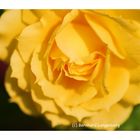 yellow rose