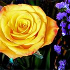 Yellow Rose Blossom