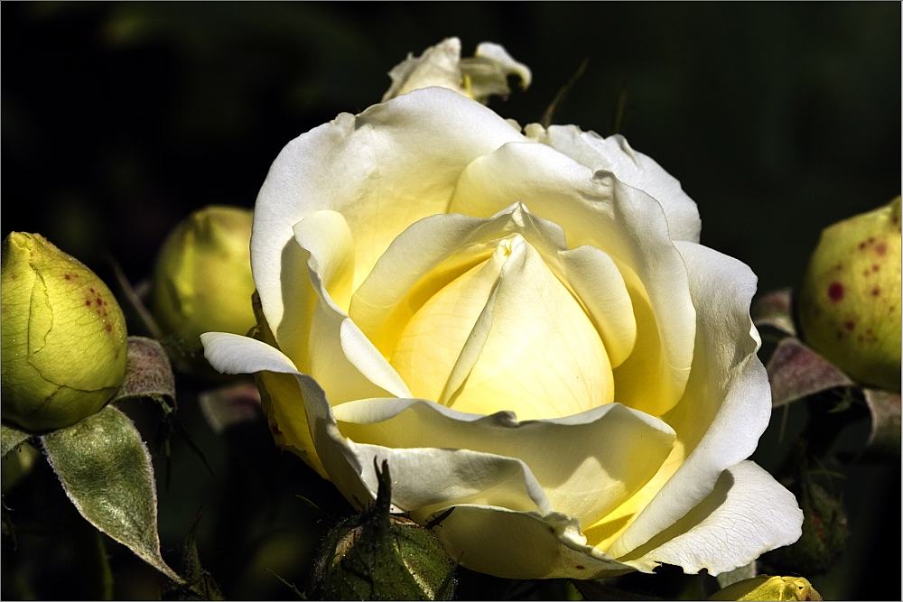 "yellow rose"