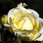 "yellow rose"