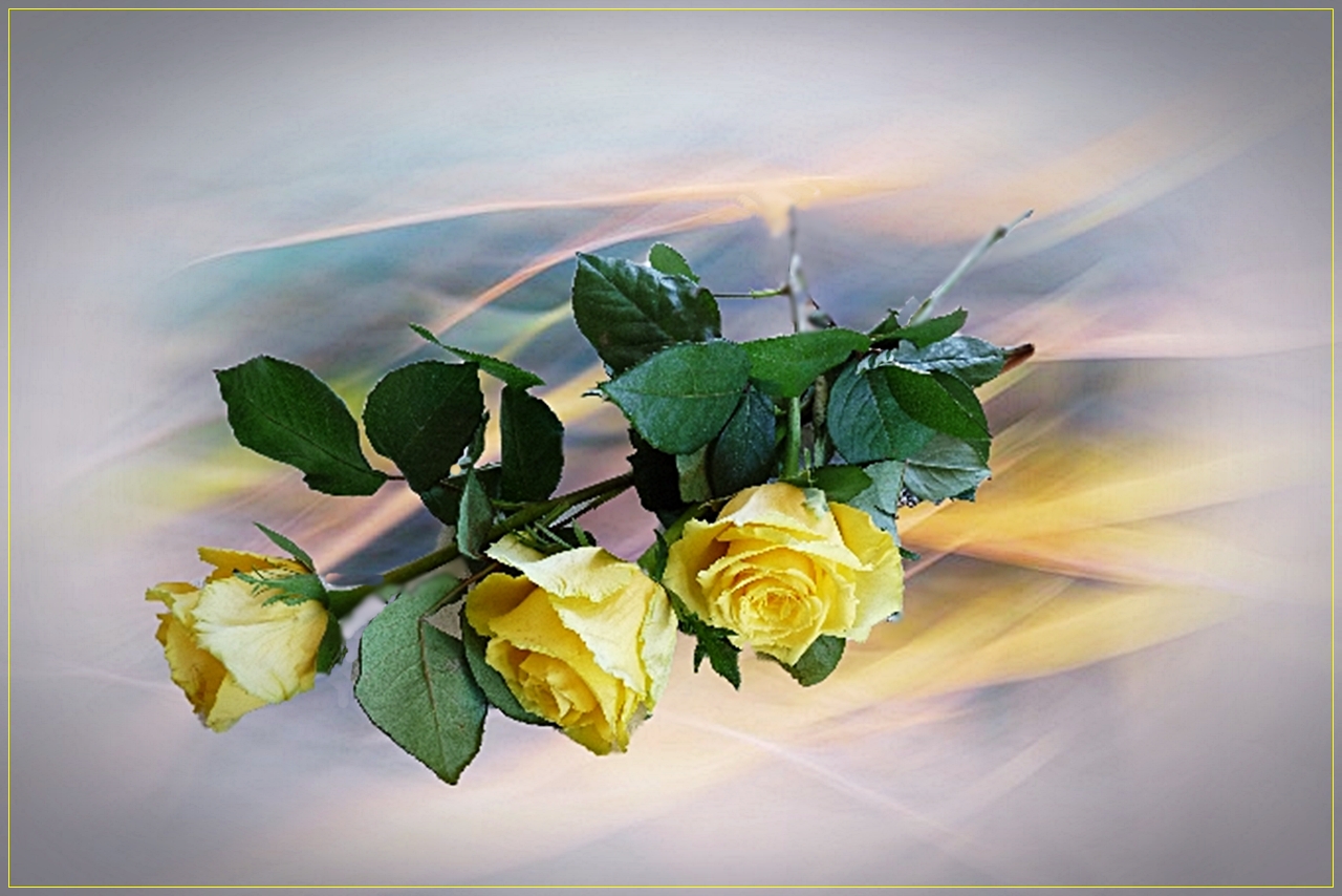 Yellow Rose...