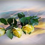 Yellow Rose...