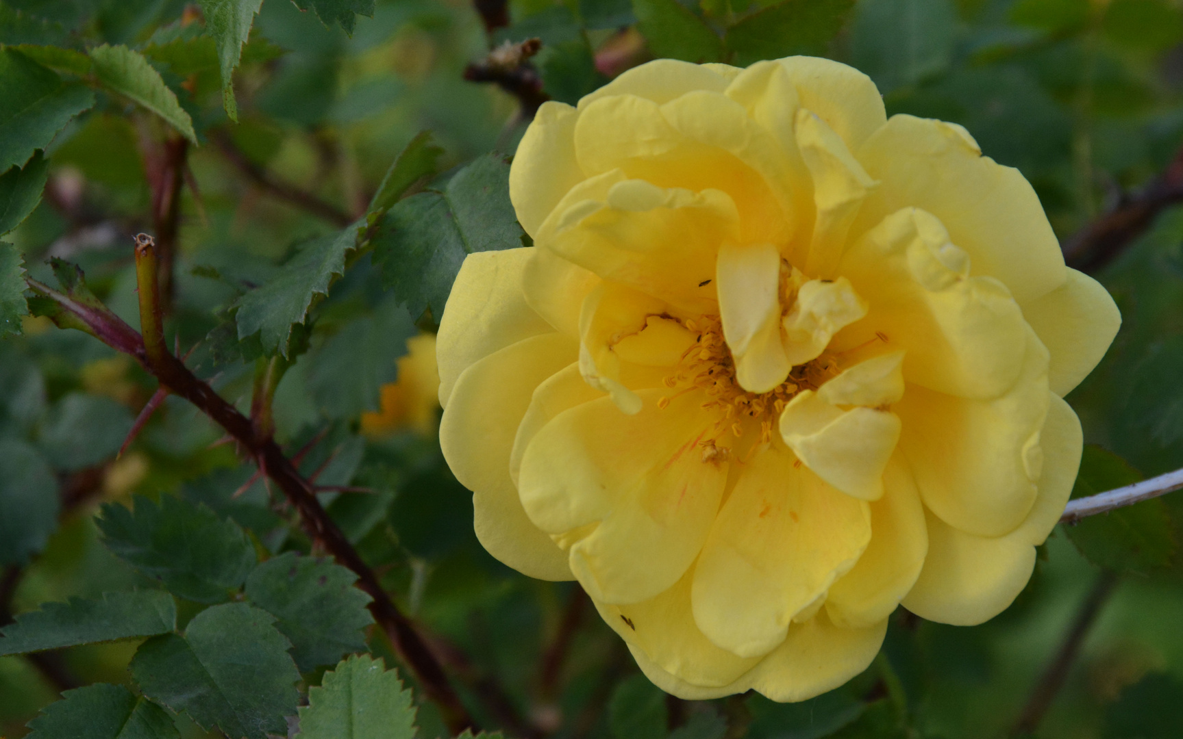 Yellow rose