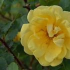 Yellow rose