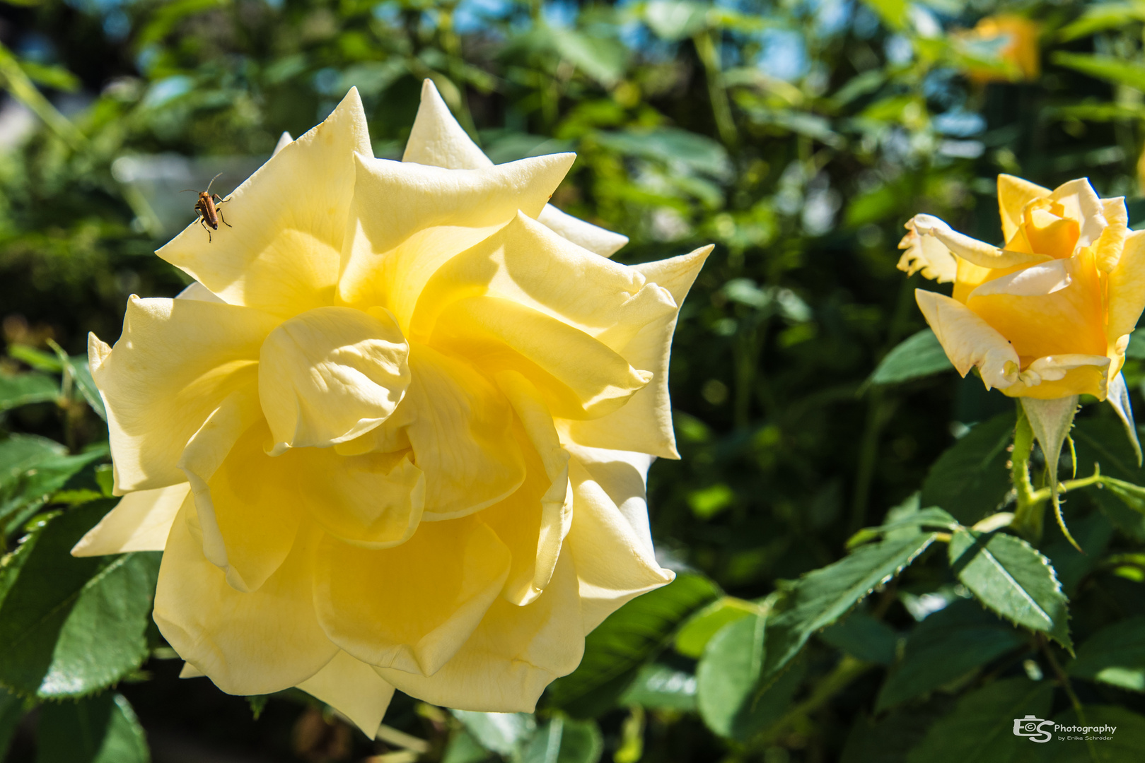 Yellow Rose 