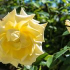 Yellow Rose 