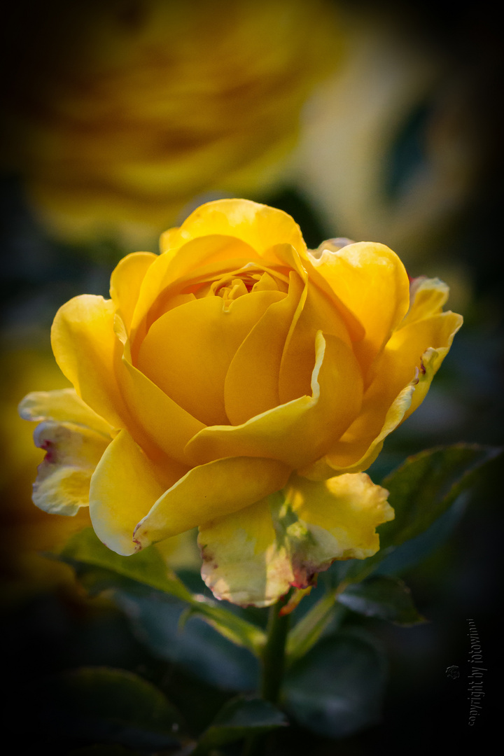 yellow rose