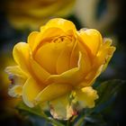 yellow rose