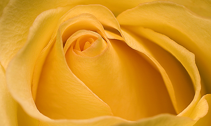 Yellow Rose