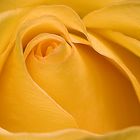 Yellow Rose