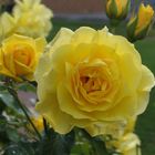 Yellow Rose