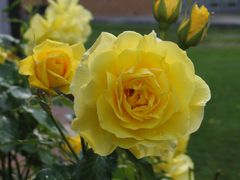 Yellow Rose