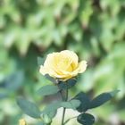 Yellow Rose