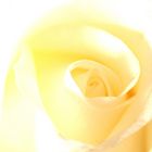 yellow rose