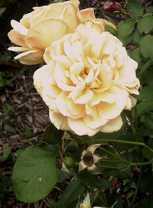 Yellow Rose...