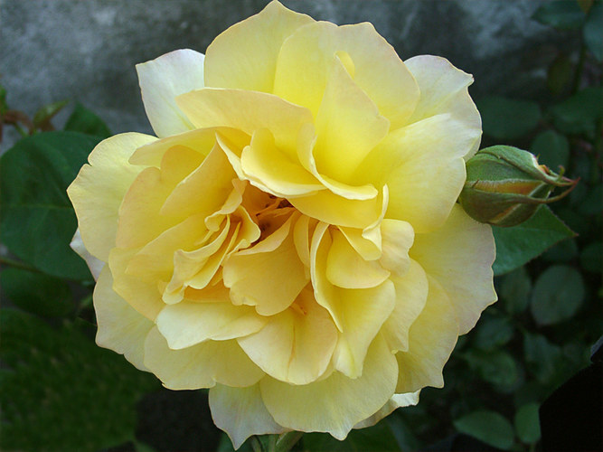 Yellow Rose