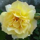 Yellow Rose