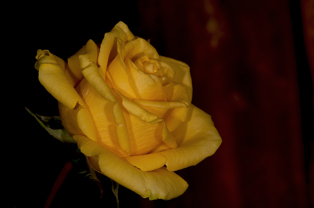 --yellow rose--