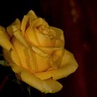 --yellow rose--