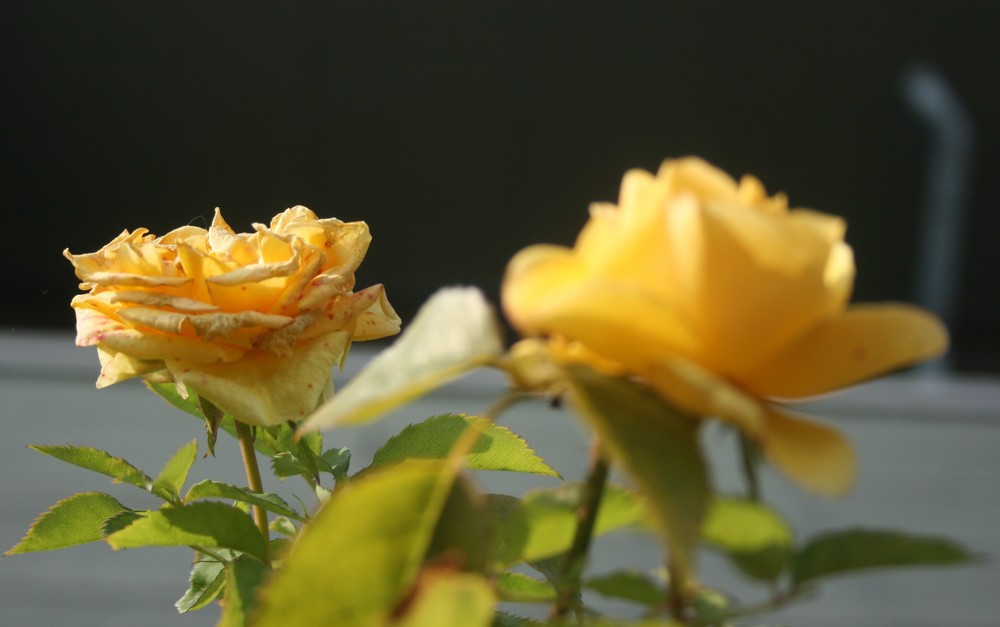 Yellow rose