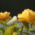 Yellow rose