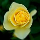 Yellow Rose