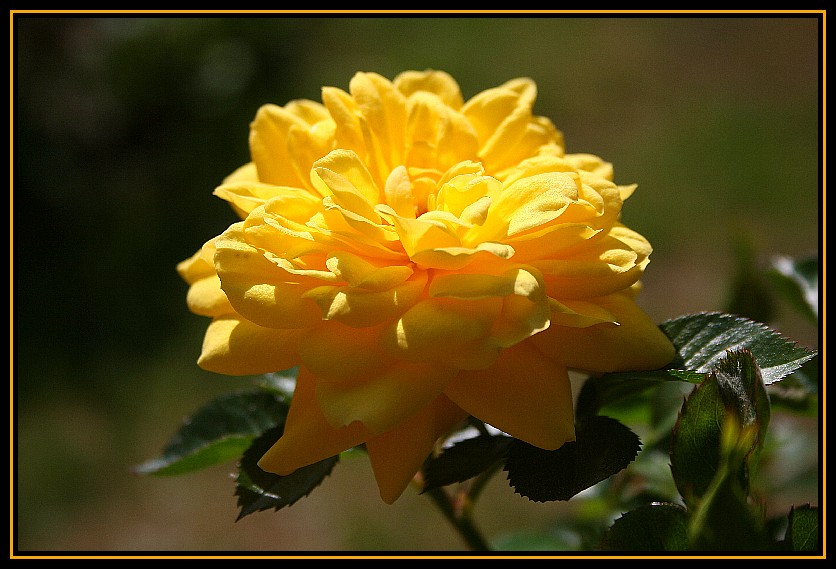 Yellow Rose