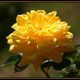 Blumen