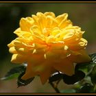 Yellow Rose