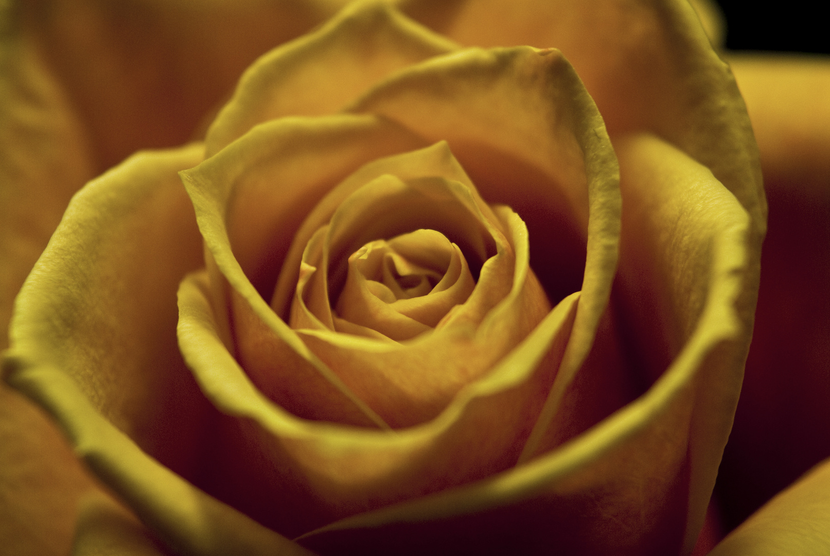 :: yellow rose ::