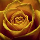 :: yellow rose ::