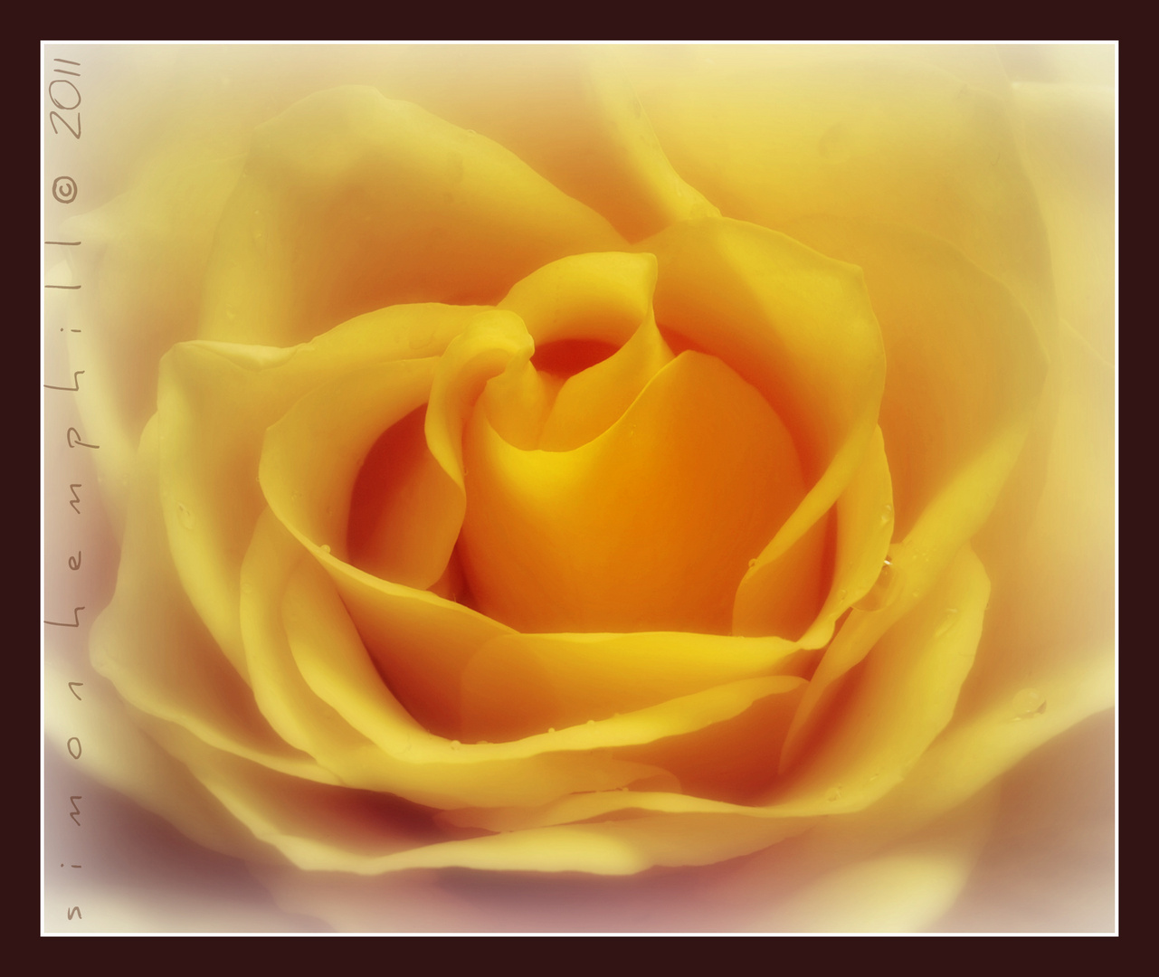 yellow rose