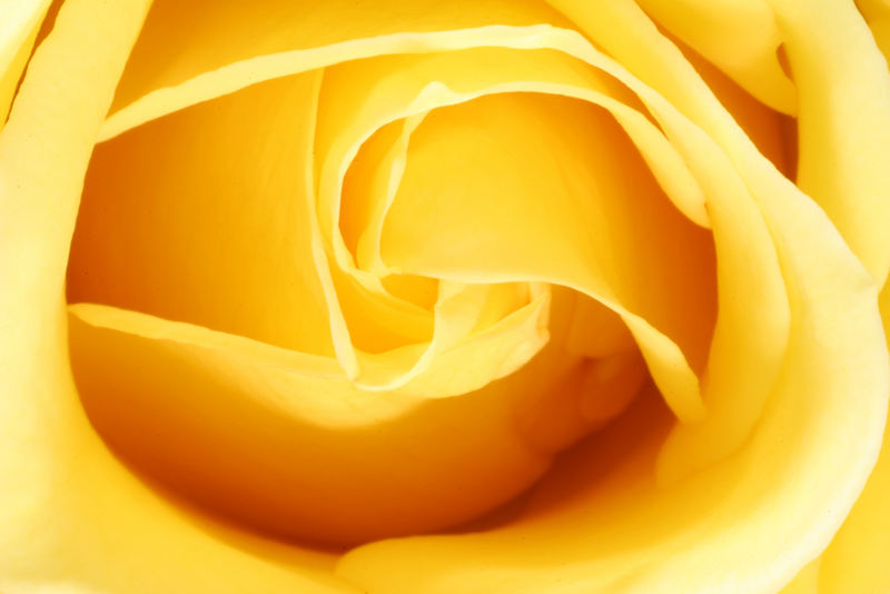 Yellow Rose