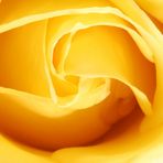 Yellow Rose