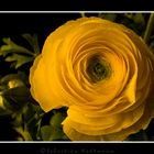 Yellow Rose